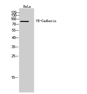 VE-Cadherin Polyclonal Antibody