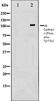 Cadherin 5 (phospho-Tyr731) antibody