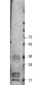 VEGF-A antibody