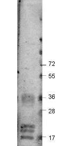 VEGF-A antibody