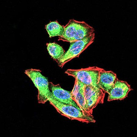 VEGFA Antibody