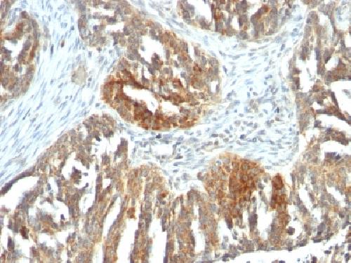 VEGFA Antibody