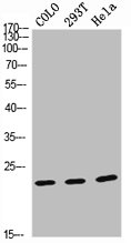 VEGFB antibody