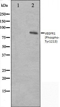 VEGFR1 (Phospho-Tyr1213) antibody