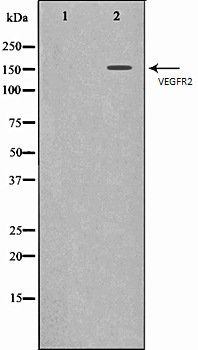 VEGFR2 antibody