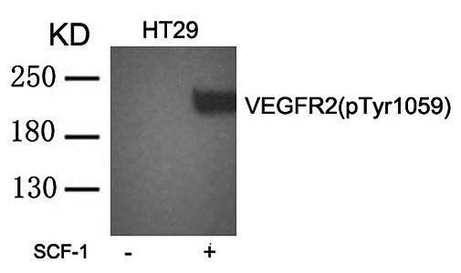 VEGFR2 (phospho-Tyr1059) Antibody