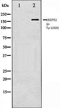 VEGFR2 (phospho-Tyr1059) antibody