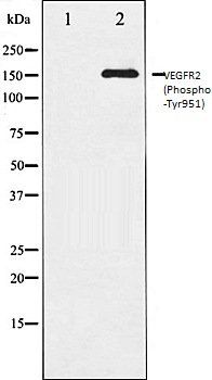 VEGFR2 (Phospho-Tyr951) antibody