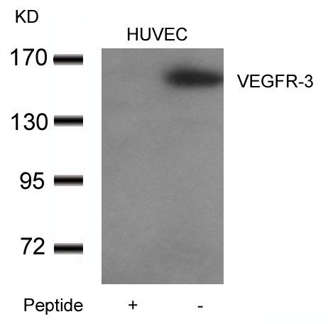 VEGFR3 antibody