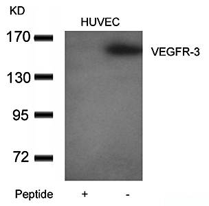 VEGFR-3 Antibody