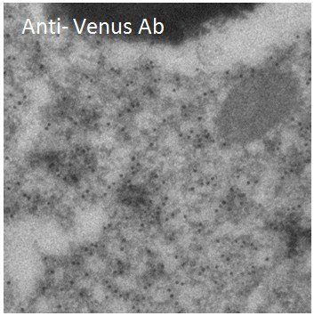 Venus Antibody