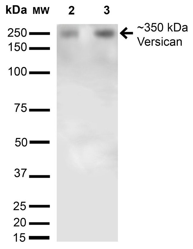 Versican Antibody