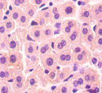 VAMP7 Antibody