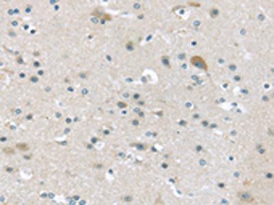 VGF Antibody