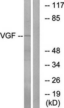 VGF Antibody