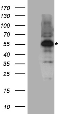 VGLL1 Antibody