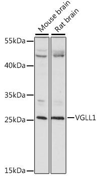 VGLL1 antibody
