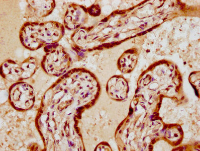 VGLL1 Antibody