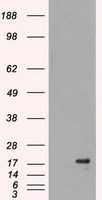 VGLL3 Antibody