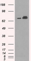 VGLL3 Antibody