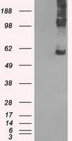 VGLL3 Antibody