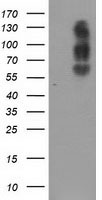 VGLL3 antibody
