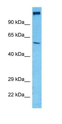 VGLU1 antibody