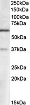 VGLUT2 antibody