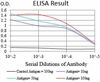 VIL1 Antibody