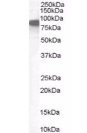 Goat anti-Ezrin / villin 2 Antibody