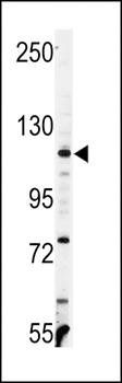 VINC antibody