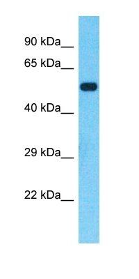 VIPAS39 antibody