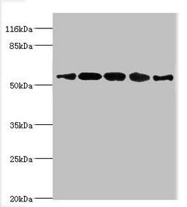 VIPAS39 antibody