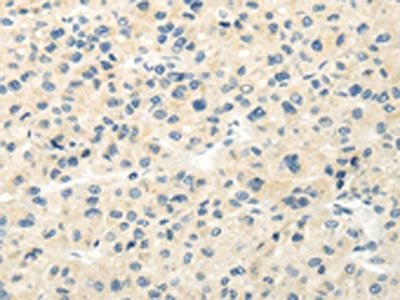 VIPR1 antibody