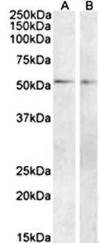 Vipr1 antibody