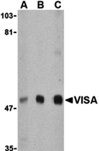 VISA Antibody