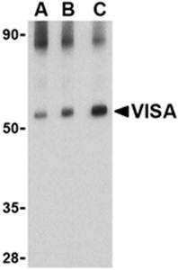 VISA Antibody