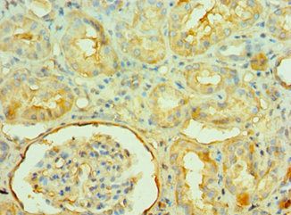 NAMPT Antibody