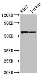 NAMPT Antibody