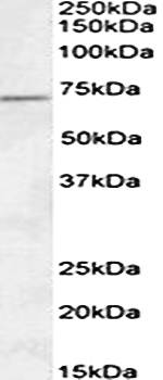 Goat anti-VLCAD Antibody