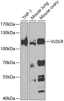 VLDLR antibody