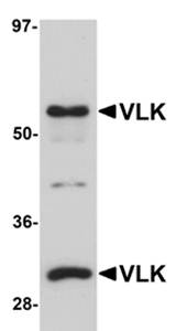 VLK Antibody
