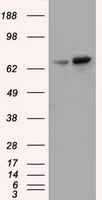 VMAT2 Antibody