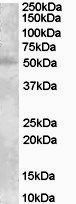 Goat anti-VMAT2 / SLC18A2 Antibody