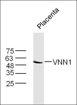 VNN1 antibody