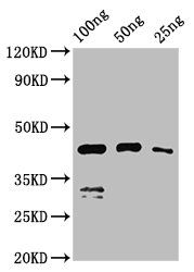 VP1 antibody