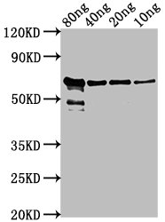 VP2 antibody