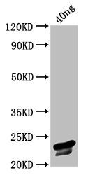 VP3 antibody