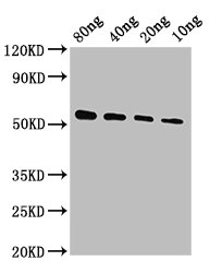 VP40 Antibody