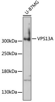 VPS13A antibody